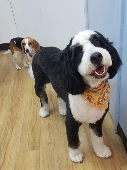 Belly Rubs Dog Grooming, Inc. Normal, IL